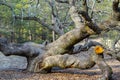 Old huge oak tree in a forest Royalty Free Stock Photo