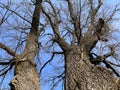 an old huge oak tree against the blue April sky Royalty Free Stock Photo