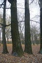 Old huge poplar trees. A carpet of fallen leaves in a city park. Autumn.