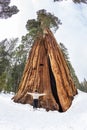 Huge sequoia tree in snow in the sequoia tree national park with man in front Royalty Free Stock Photo