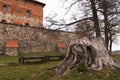 Old huge stump at the castle
