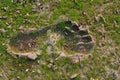 Old human foot printed with green grass in the gorund Royalty Free Stock Photo