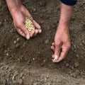 Male hands planting a pea seeds Royalty Free Stock Photo