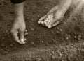 Male hands planting a pea seeds Royalty Free Stock Photo