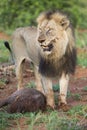 Old hungry male lion rests after killing warthog to eat Royalty Free Stock Photo