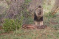 Old hungry male lion rests after killing warthog to eat Royalty Free Stock Photo