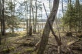 Old hunting rifle hanging on a tree branch in the forest Royalty Free Stock Photo