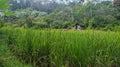 An old hut on the edge of a rice field as a place for farmers to rest, surrounded by green forest trees. Royalty Free Stock Photo