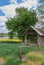 Old hut standing near tree and field of blooming rapeseed Royalty Free Stock Photo