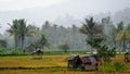 Old huts in the middle of paddyfields at kotanopan mandailingnatal northsumatera