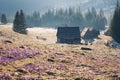 Old shepherd huts in mountains on spring morning with colorful flowers in foreground Royalty Free Stock Photo