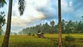 Old huts and yellow rice fields Royalty Free Stock Photo