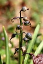 Old Hyacinths or Hyacinthus bulbous fragrant flowering plant full of small closed flower buds growing in one spike or raceme