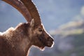 Old Ibex close up portrait backlight Royalty Free Stock Photo