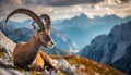 Old ibex resting in Slovenian Julian Alps