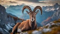 Old ibex resting in Slovenian Julian Alps