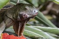 Old iguana eating watermelon. Royalty Free Stock Photo