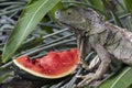 Old iguana eating watermelon Royalty Free Stock Photo