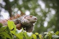 Old Iguana on tree Royalty Free Stock Photo