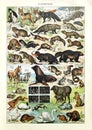Old Illustration About Animal Furs