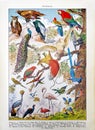Old Illustration About Birds