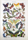 Old Illustration About Butterflies
