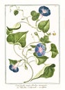 Old botanical illustration of Convolvolus major plant