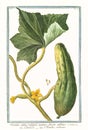 Cucumis sativus