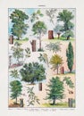 Old illustration about dendrology (the study of trees Royalty Free Stock Photo