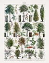 Old illustration about dendrology (the study of trees Royalty Free Stock Photo