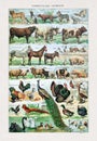 Old illustration about domestic animals