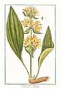 Botanical vintage illustration of Gentiana major lutea plant