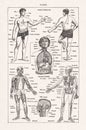 Old illustration about the human anatomy