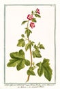 Malva Africana Arborescens