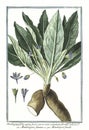 botanical vintage illustration of Mandragora plant