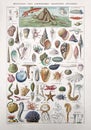 Old illustration about the marine life