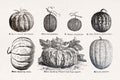 Old illustration about melons Royalty Free Stock Photo