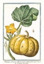 Melopepo verruscosus Cucurbita pepo