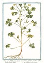 Trifolium acetosum