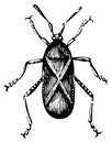 Old illustration of a Squash bug or Coreus tristis