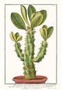 Old illustration of Tithymalus euphorbium arborescens angulari plant