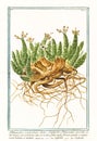 Old botanical illustration of Tithymalus euphorbium plant