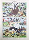 Old Illustration About Wild Birds