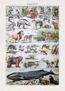 Old illustration about wild mammals Royalty Free Stock Photo