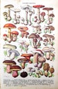 Old illustration about edible and poisonous mushrooms