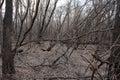 An old impassable forest, trees with bare thin branches in the morning diffused light, picturesque view in early spring