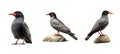 old inca tern animal