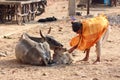 Old indian man feeding a calf with bread Royalty Free Stock Photo