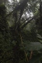 An old indigenous path in middle of rain forest with fog Royalty Free Stock Photo