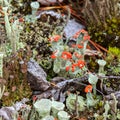 Old individuals of Cladonia cristatella or British Soldier lichen. Nature of Karelia, Russia Royalty Free Stock Photo